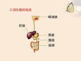 北师大版七下生物 8.2食物的消化和营养物质的吸收 课件