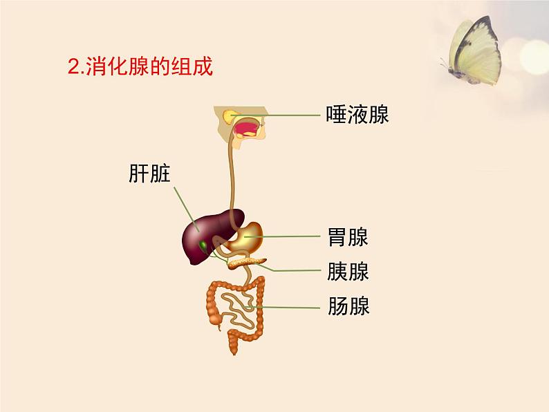 北师大版七下生物 8.2食物的消化和营养物质的吸收 课件第4页