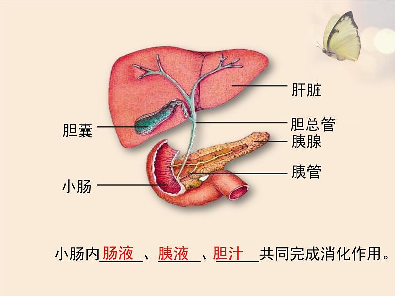 北师大版七下生物 8.2食物的消化和营养物质的吸收 课件第6页