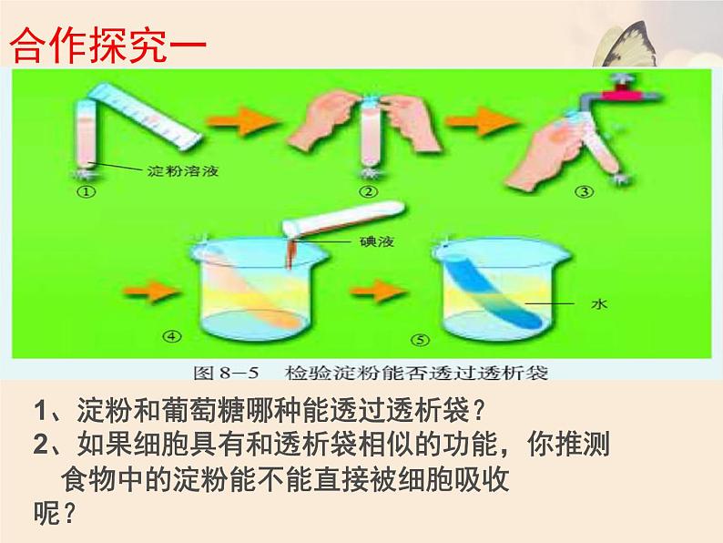 北师大版七下生物 8.2食物的消化和营养物质的吸收 课件第8页