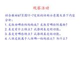 北师大版七下生物 11.3皮肤与汗液分泌 课件