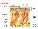 北师大版七下生物 11.3皮肤与汗液分泌 课件