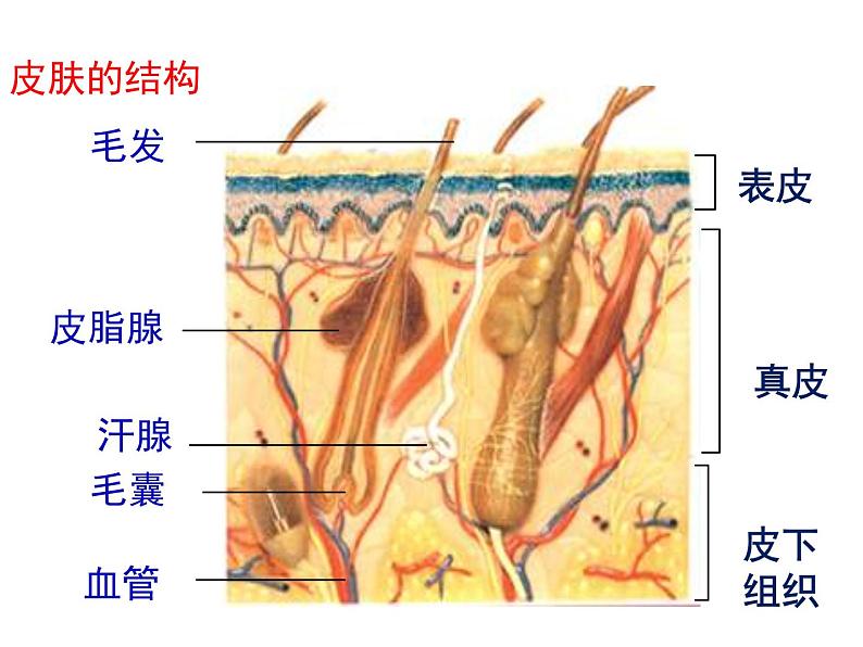 北师大版七下生物 11.3皮肤与汗液分泌 课件05