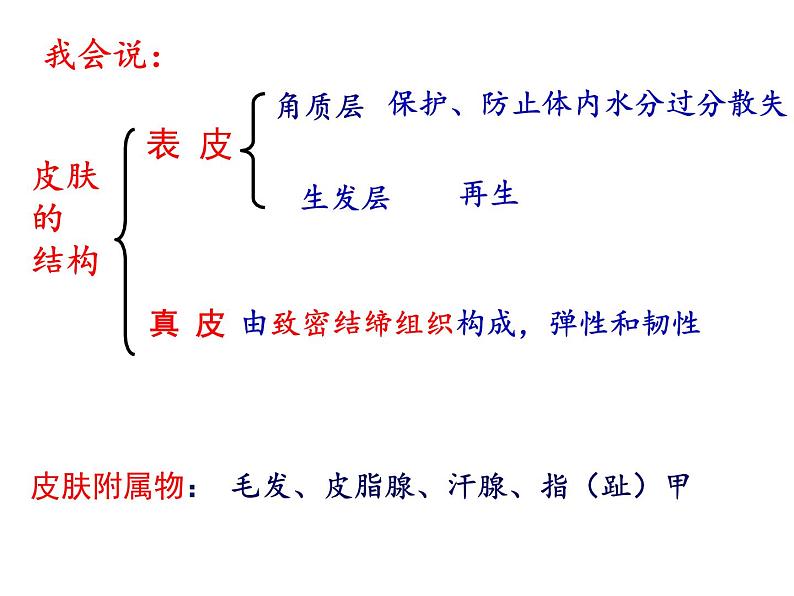 北师大版七下生物 11.3皮肤与汗液分泌 课件06