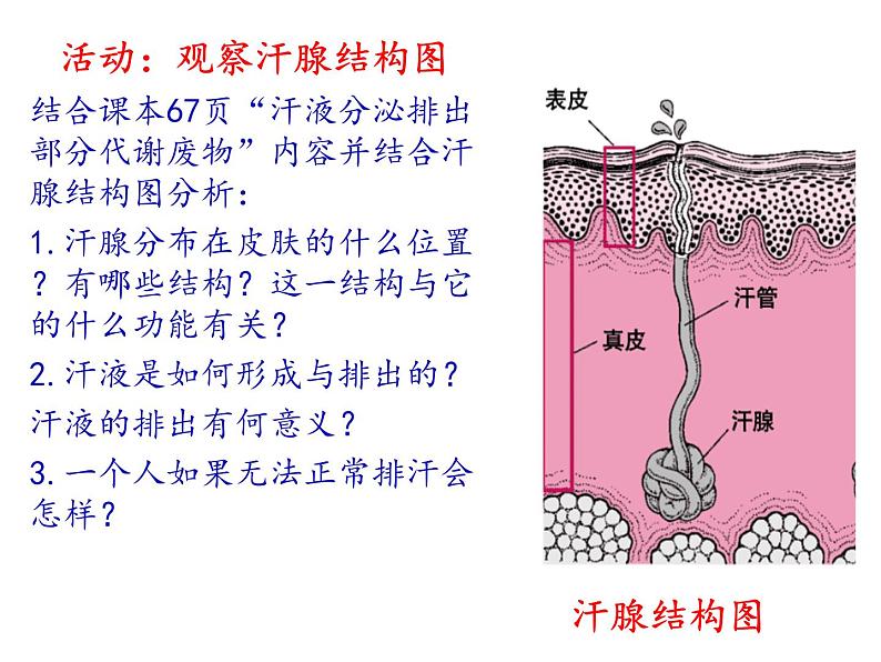 北师大版七下生物 11.3皮肤与汗液分泌 课件08