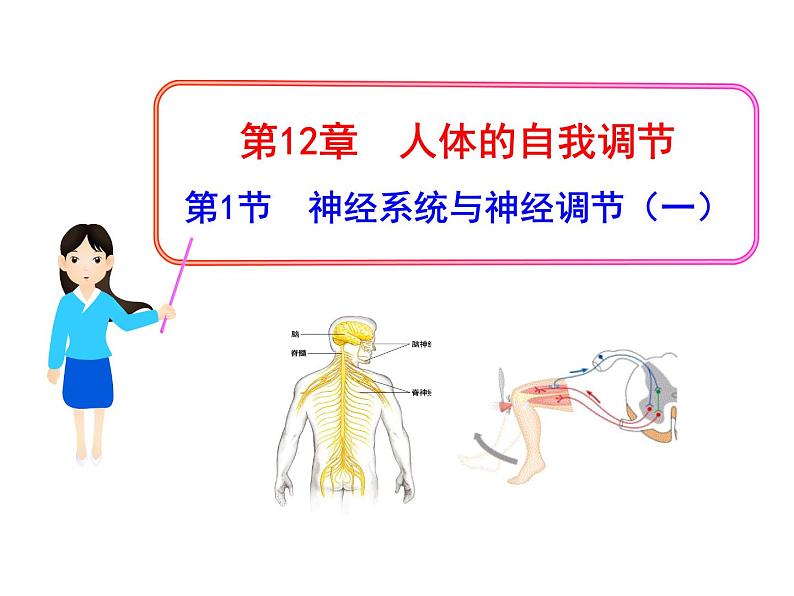 北师大版七下生物 12.1神经系统与神经调节 课件第1页