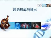 北师大版七下生物 11.2尿的形成与排出 课件