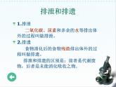 北师大版七下生物 11.2尿的形成与排出 课件