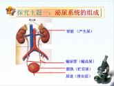 北师大版七下生物 11.2尿的形成与排出 课件