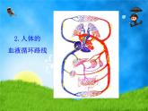 北师大版七下生物 9.2血液循环 课件
