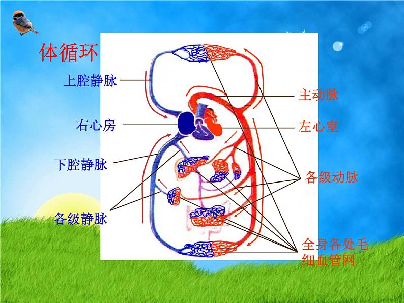 北师大版七下生物 9.2血液循环 课件06