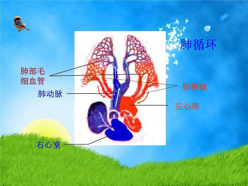 北师大版七下生物 9.2血液循环 课件07