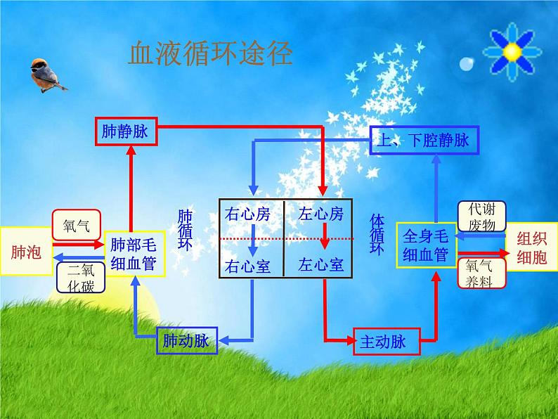 北师大版七下生物 9.2血液循环 课件08