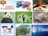 北师大版八下生物 22.4动物的主要类群 课件