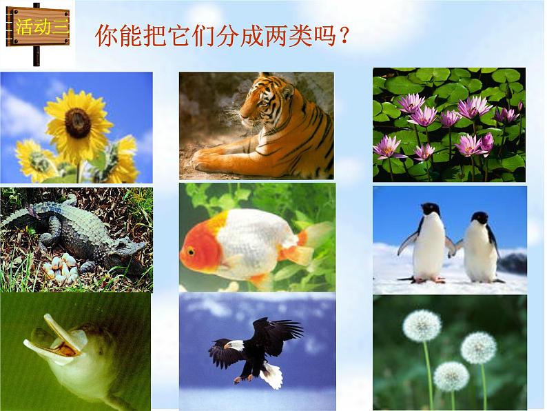 北师大版八下生物 22.4动物的主要类群 课件第4页