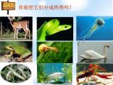 北师大版八下生物 22.4动物的主要类群 课件