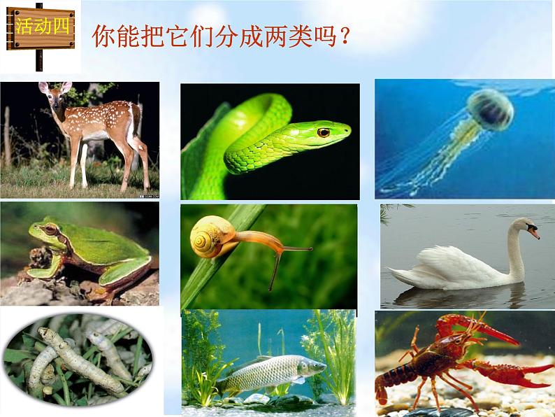 北师大版八下生物 22.4动物的主要类群 课件第5页