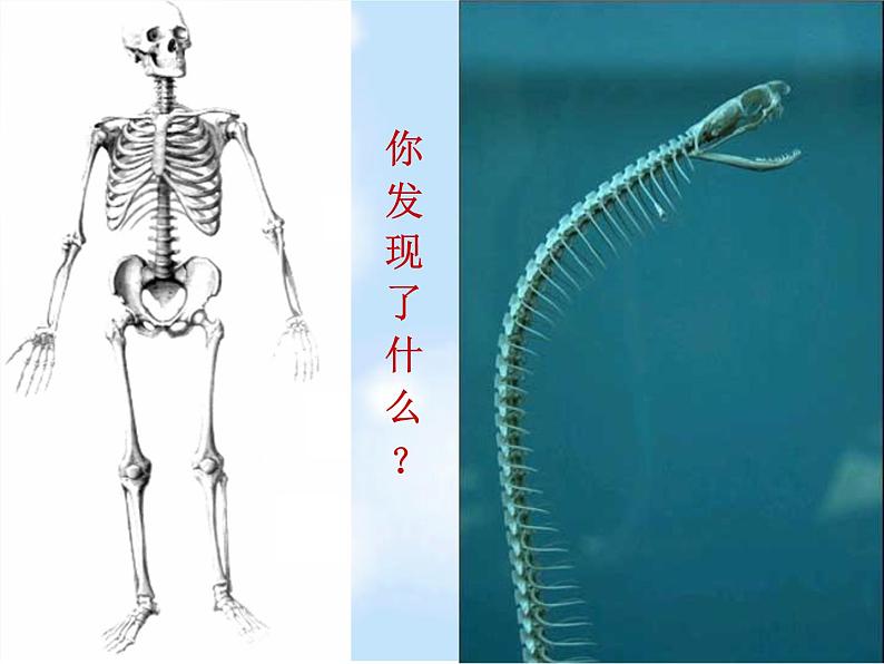 北师大版八下生物 22.4动物的主要类群 课件第7页