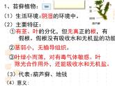 北师大版八下生物 22.3植物的主要类群 课件