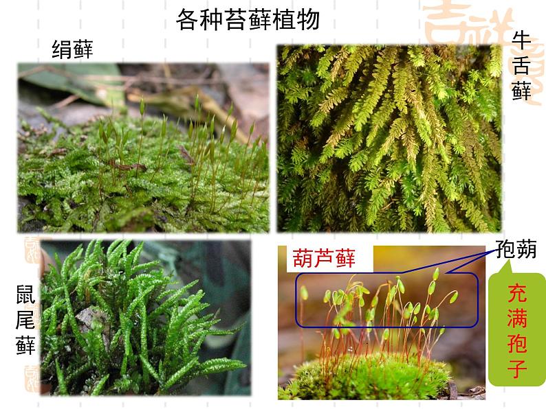 北师大版八下生物 22.3植物的主要类群 课件06