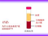 济南版七下生物 3.1物质运输的载体 课件