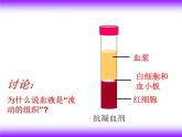 济南版七下生物 3.1物质运输的载体 课件