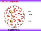 济南版七下生物 3.1物质运输的载体 课件