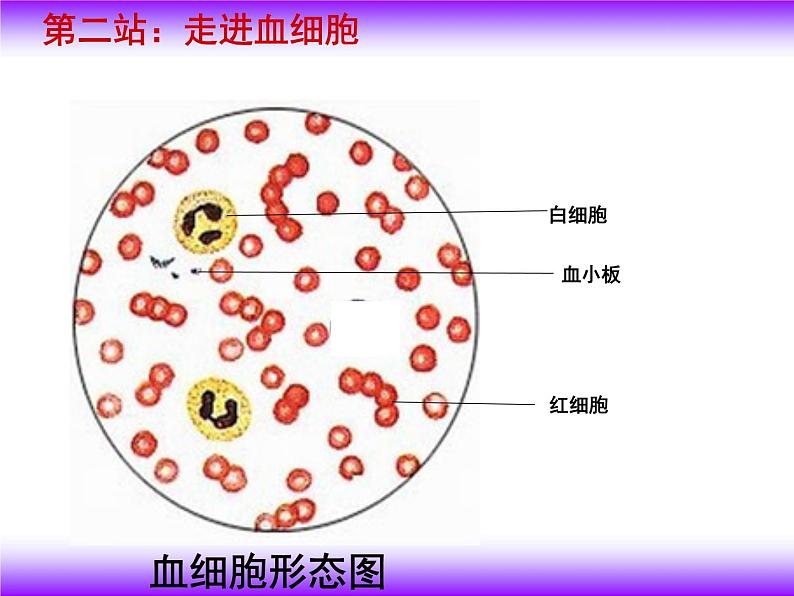 济南版七下生物 3.1物质运输的载体 课件05