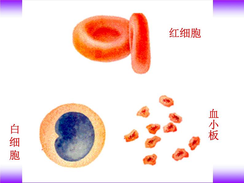 济南版七下生物 3.1物质运输的载体 课件07