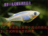 济南版七下生物 3.2物质运输的器官 课件