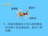 济南版七下生物 3.2物质运输的器官 课件