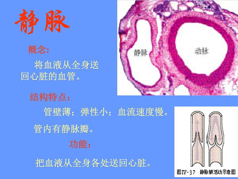 济南版七下生物 3.2物质运输的器官 课件第8页