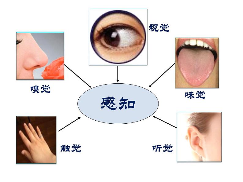 济南版七下生物 5.4人体对周围世界的感知 课件第2页