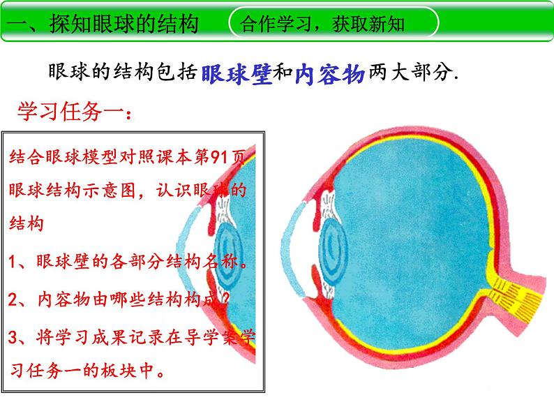 济南版七下生物 5.4人体对周围世界的感知 课件第7页