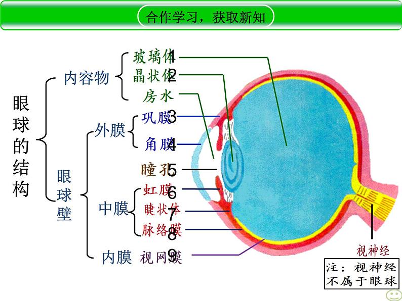 济南版七下生物 5.4人体对周围世界的感知 课件第8页