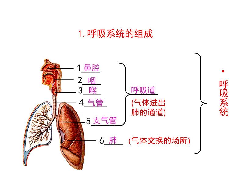 济南版七下生物 2.1人体与外界的气体交换 复习 课件03