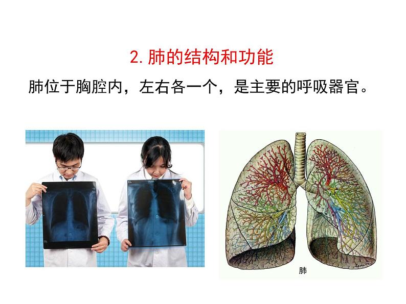 济南版七下生物 2.1人体与外界的气体交换 复习 课件04