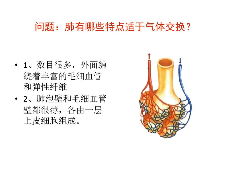 济南版七下生物 2.1人体与外界的气体交换 复习 课件05