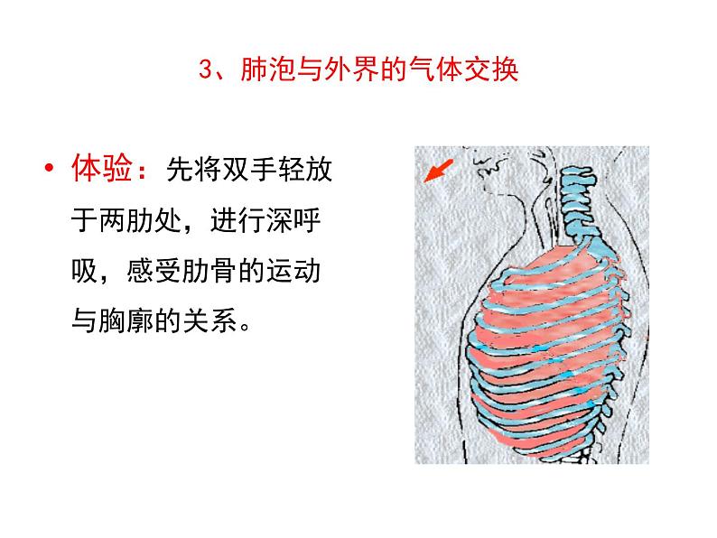 济南版七下生物 2.1人体与外界的气体交换 复习 课件06