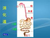 济南版七下生物 1.2消化和吸收 课件