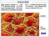 济南版七下生物 1.2消化和吸收 课件