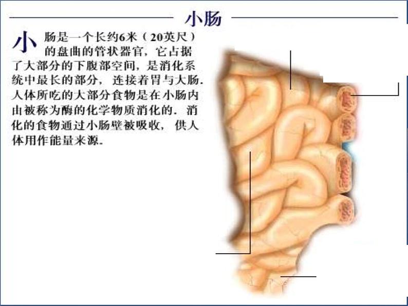 济南版七下生物 1.2消化和吸收 课件第6页