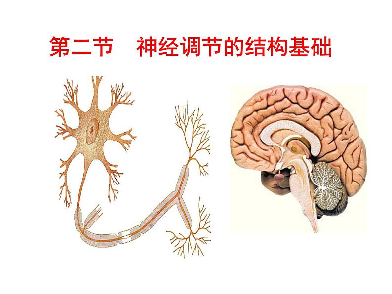 济南版七下生物 5.2神经调节的结构基础  课件第1页