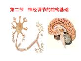 济南版七下生物 5.2神经调节的结构基础  课件