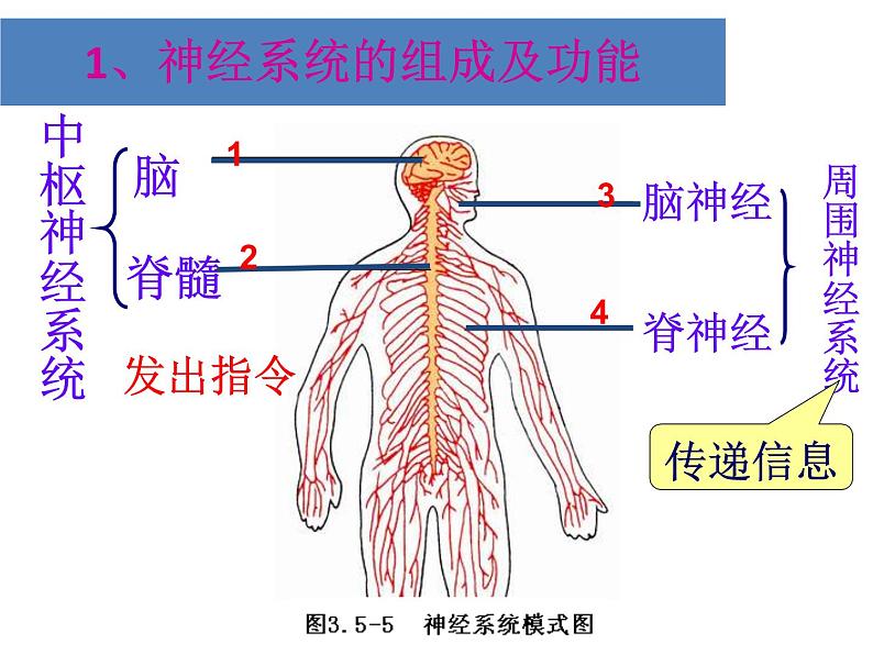 济南版七下生物 5.2神经调节的结构基础  课件第4页