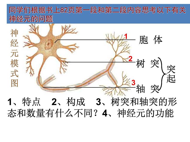 济南版七下生物 5.2神经调节的结构基础  课件第6页