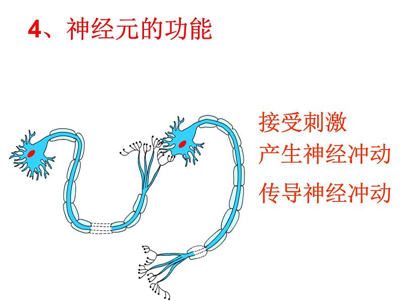 济南版七下生物 5.2神经调节的结构基础  课件第7页