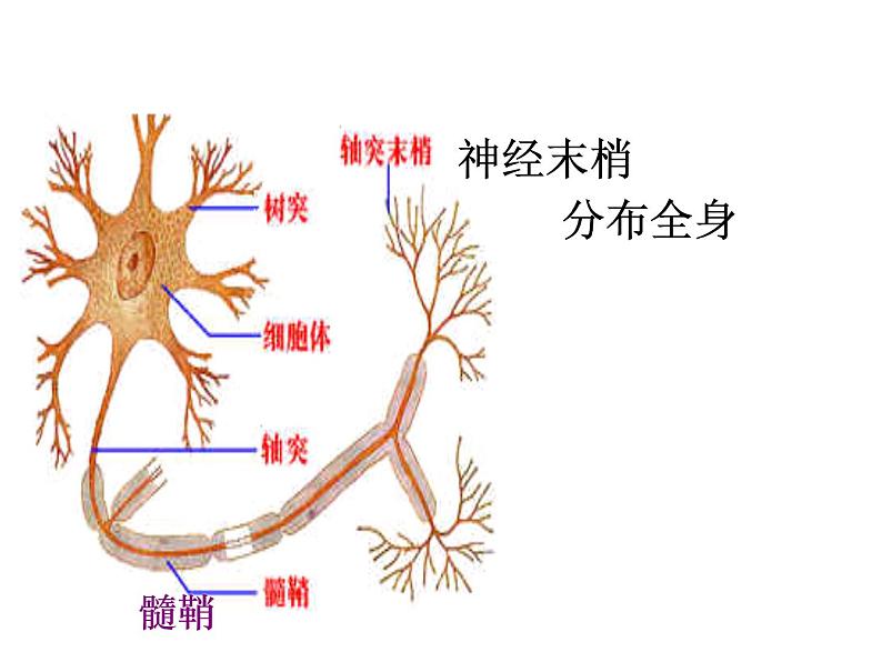 济南版七下生物 5.2神经调节的结构基础  课件第8页