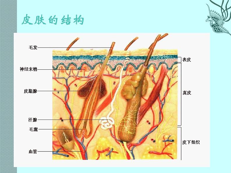 济南版七下生物 4.2汗液的形成和排出 课件第5页