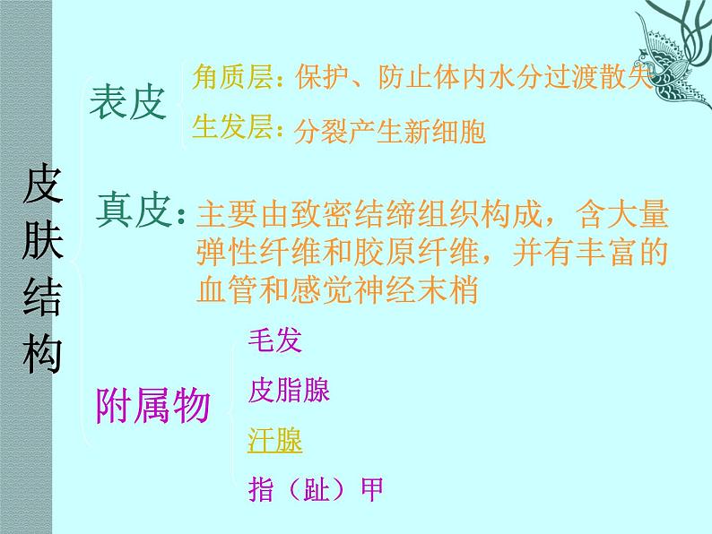 济南版七下生物 4.2汗液的形成和排出 课件第6页